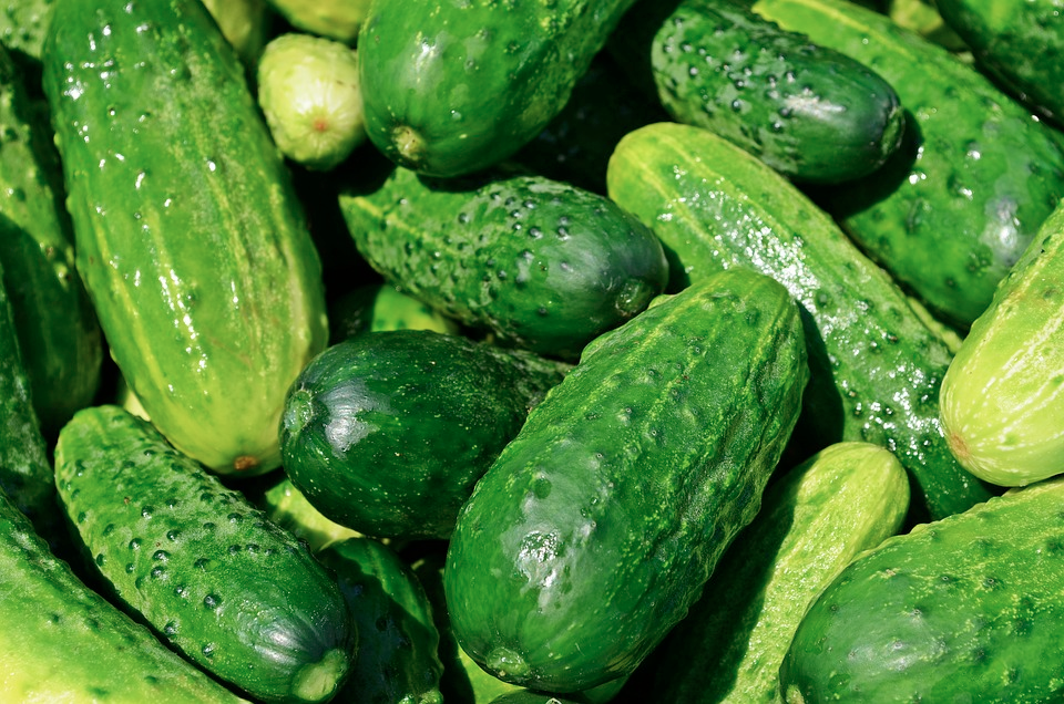 Cucumbers can be Frozen