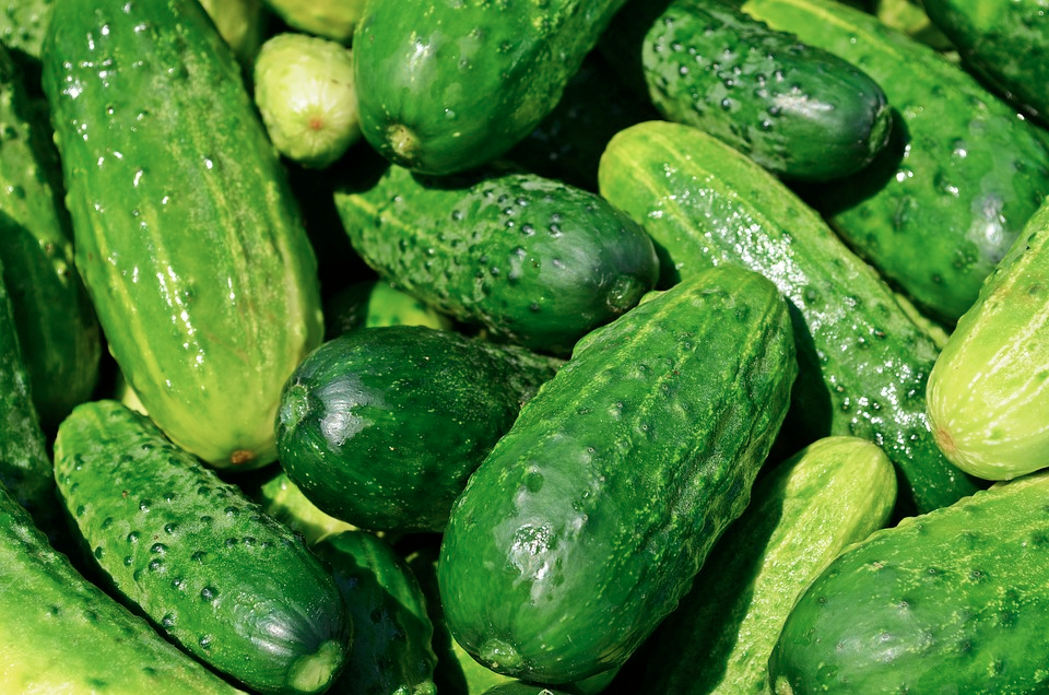 Cucumbers can be Frozen