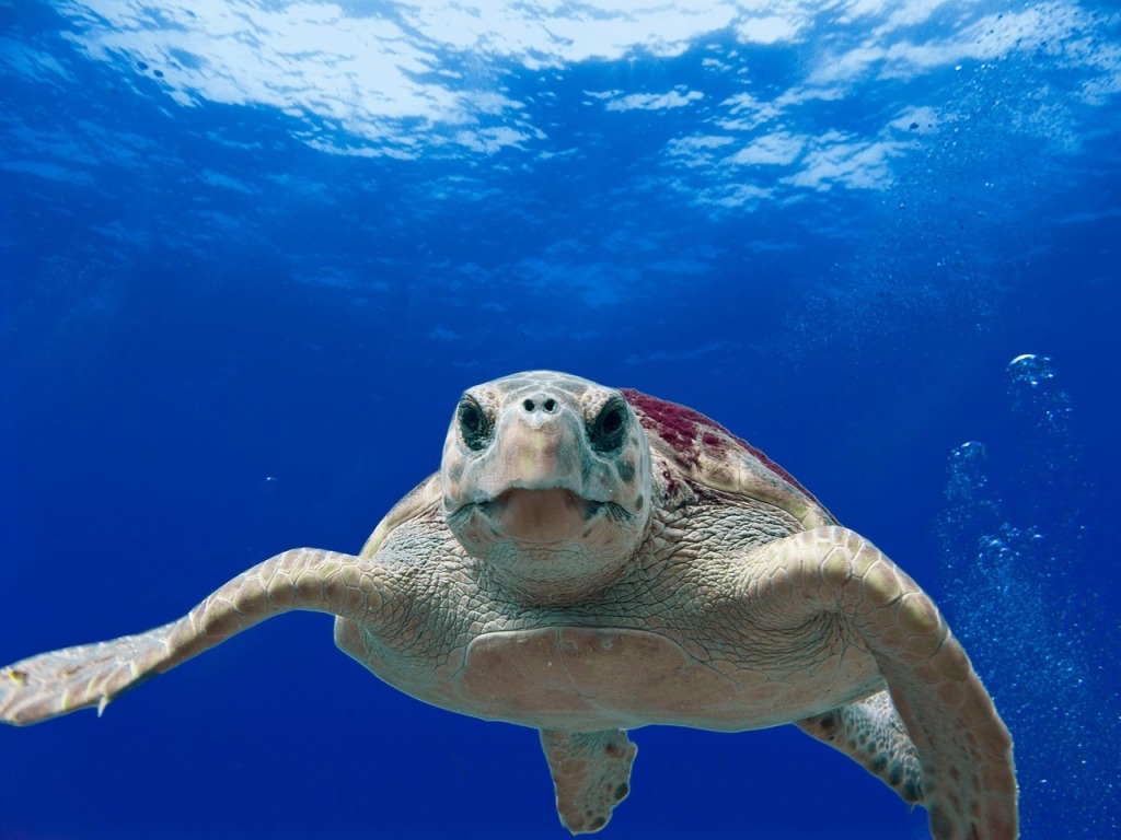 Loggerhead turtle, Sea, Ocean image.